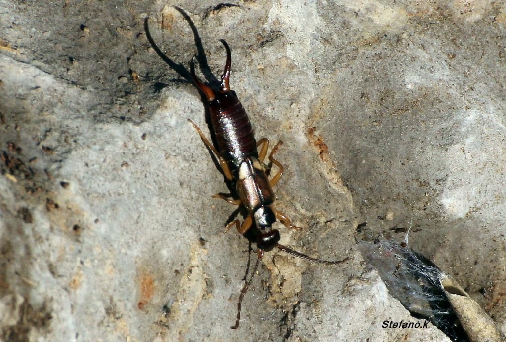 Maschio di Forficula sp.